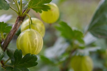 green gooseberry berries on a branch among green macro leaves on a garden plot in summer. The concept of growing eco-friendly food on your own