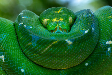 The closeup head of Green Tree Python (Morelia viridis) also known as the Emerald Green Python.