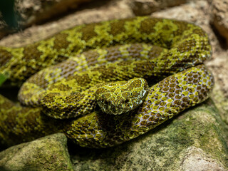 Mangshan-Viper