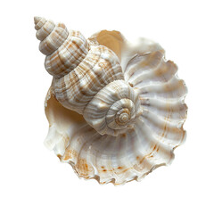 Obraz premium Top view of a single screw shell isolated on a white transparent background