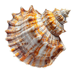 Obraz premium Top view of a single slipper shell isolated on a white transparent background