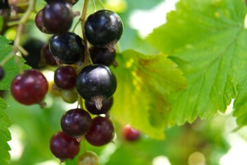 a view of ripe blackcurrant berries on a branch among the green leaves of a macro on a garden plot in summer. The concept of growing eco-friendly food on your own