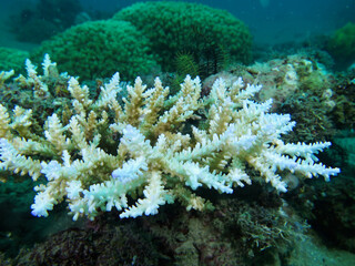 Bleached coral. Dead coral underwater. White coral on a coral reef at the bottom of the sea.