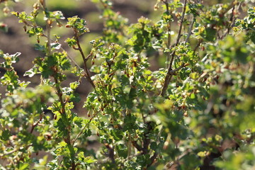 green leaves in spring