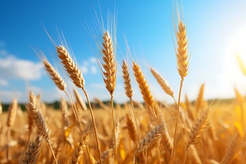 Fototapeta premium Wheat field. Ears of golden wheat close-up. Rich harvest Concept.