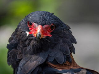 Fototapeta premium Gaukler