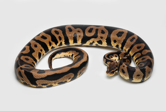 Ball Python Morph is the most popular pet snake.