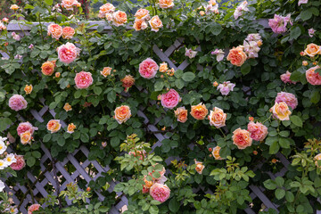 Beautiful orange rose flowers blooming on a garden fence in Nagano.