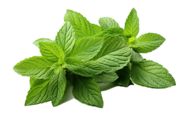 A Sprig of Freshly Picked Mint Leaves Against a Pristine White Background on a White or Clear Surface PNG Transparent Background.