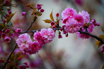 cherry blossom in spring