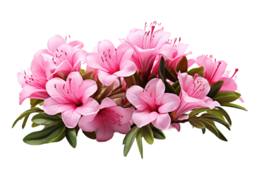 A Delicate Bouquet of Pink Azalea Blossoms in Full Bloom on a White or Clear Surface PNG Transparent Background.