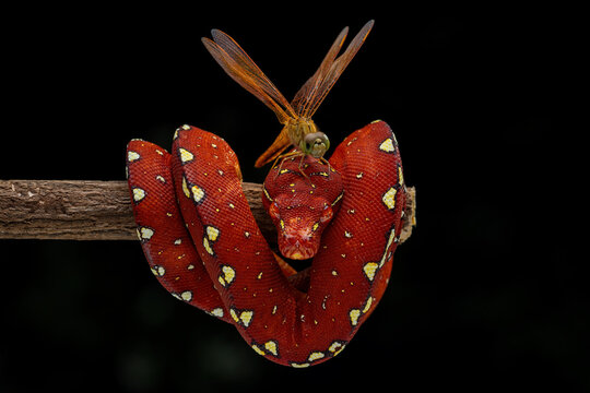 A Dragonfly perched on the head of a juvenile Green Tree Python, which is going through a reddish color phase. The species of python is native to Papua, Indonesia.