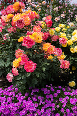 Beautiful orange and yellow rose flowers blooming in a garden in Nagano.