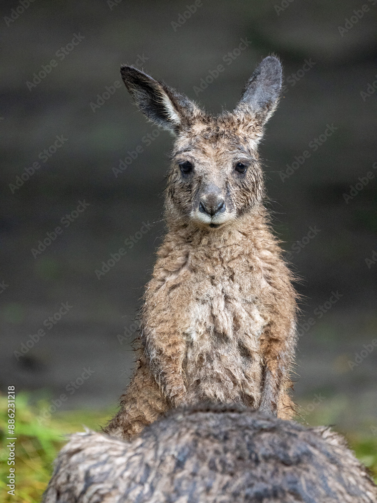 Poster Känguru