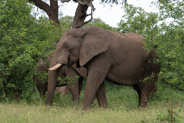 Fototapeta premium Éléphant d'Afrique, Loxodonta africana, Parc national Kruger, Afrique du Sud