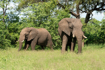Fototapeta premium Éléphant d'Afrique, Loxodonta africana, Parc national Kruger, Afrique du Sud