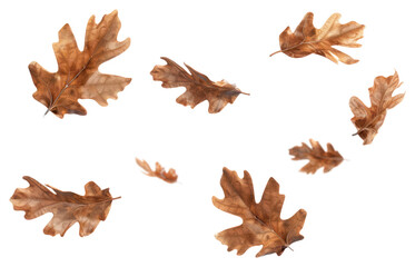 PNG Autumn leaves scattered gracefully