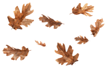 PNG Autumn leaves scattered gracefully
