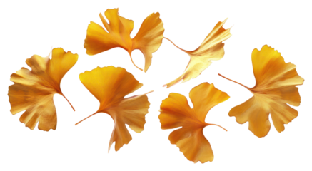 PNG Golden ginkgo leaves on white