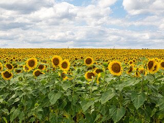 Sonnenblumen