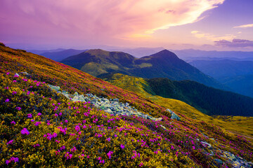 panoramic scene, blooming pink rhododendrons flowers, amazing panoramic nature scenery, Carpathian mountains, Romania, Marmarosy range	