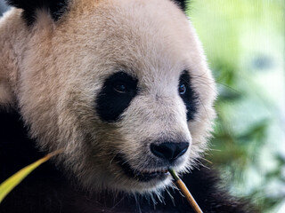 Fototapeta premium Panda