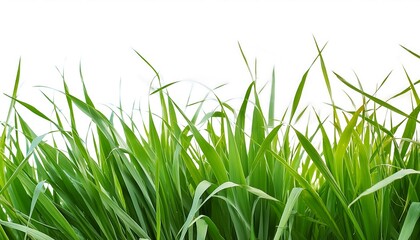 Fototapeta premium Wild grass on white background for design elements