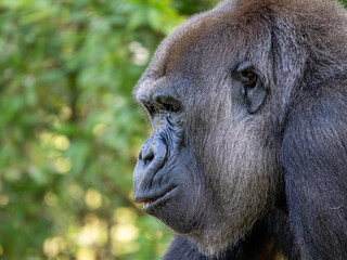 Gorilla