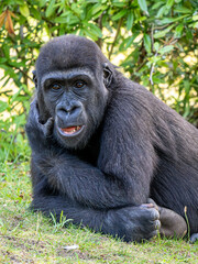 Obraz premium Gorilla