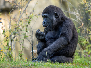 Gorilla