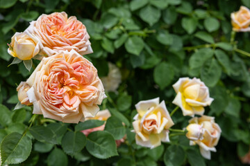 Beautiful rosette orange rose flowers blooming in a garden in Nagano.