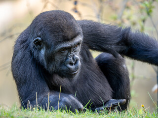 Gorilla