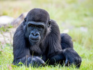 Gorilla