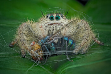 spider with prey