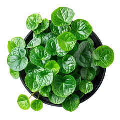 Fototapeta premium Top view of a Chinese Money Plant isolated on a white transparent background