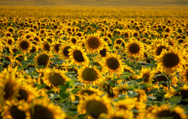 field of sunflowers