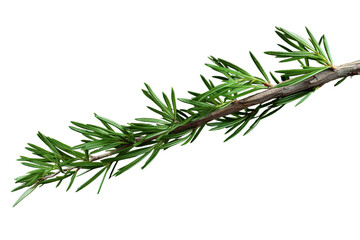A Sprig of Cedar, Isolated and Delicate, Against a White Background on a White or Clear Surface PNG Transparent Background.