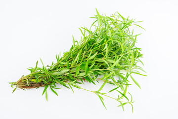 Fresh Chinese herbal medicine Elsholtzia