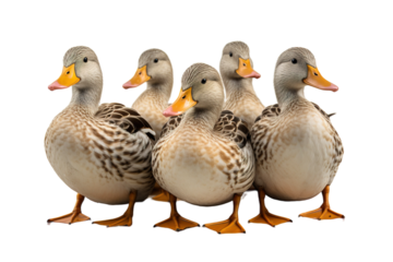 A Gathering of Ducks in a Moment of Tranquility on a White or Clear Surface PNG Transparent Background.