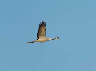 Common crane (Grus grus) flying in the blue sky in spring.
