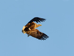 White-tailed eagle (Haliaeetus albicilla) with a pike in it's claws flying in the sky in spring.