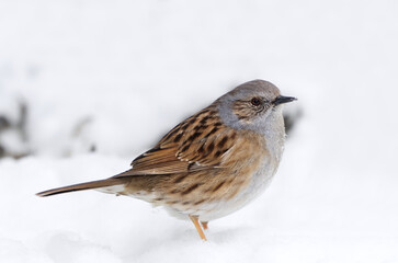 Dunnock (Prunella modularis) standing in snow looking for food in early spring.