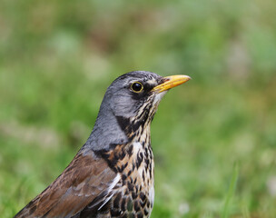Fieldfare (Turdus pilaris) closeup in spring.