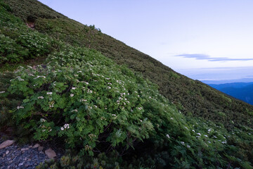 The trail from Mt. Senjogadake to Kitazawa Pass