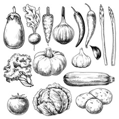 Vegetables set hand drawn vintage vector sketch drawing	