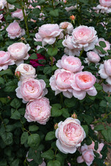 Beautiful pink cup shaped rose flowers blooming in a garden in Nagano.
