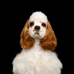 Portrait of American Cocker Spaniel dog Funny Looking at camera isolated on Black Background