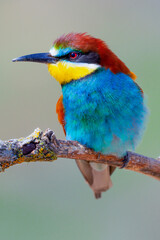 Bee-eater, Merops apiaster, Mediterranean Forest, Castilla y Leon, Spain, Europe