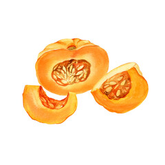 watercolor set with different ripe orange pumpkins for cooking, half of fruit and pumpkin pieces with flesh and seeds, autumn harvest illustration, hand drawn sketch, white background