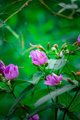 Obraz premium pink rose in the garden